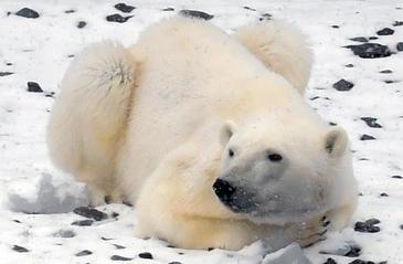 Polar Bear, female, Northwest passage, Arctic.